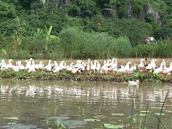Ducks On Perfume River