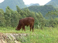 Grazing bullock Perfume River Vietnam