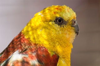 Parrot