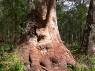 Tree Man